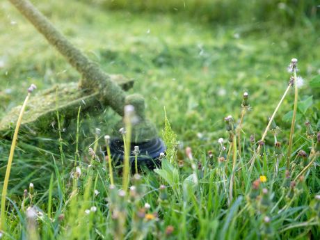image of strimmer cutting grass
