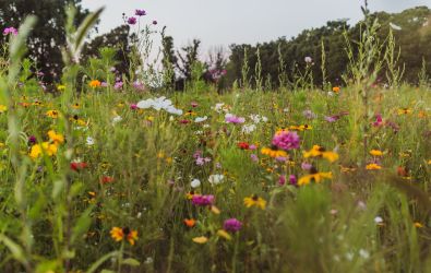Beautiful and colourful wildflowers at the edge of a grassed area